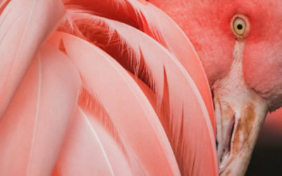 Pantone’s New Colour of the Year: Living Coral