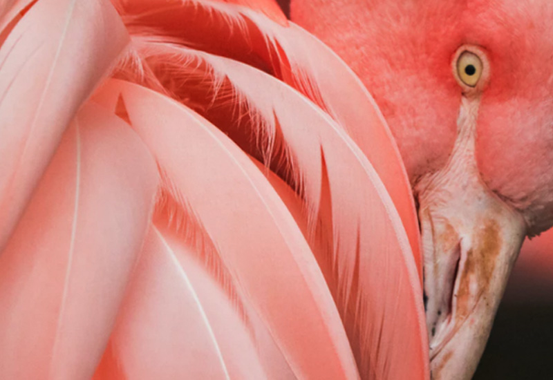 Pantone’s New Colour of the Year: Living Coral